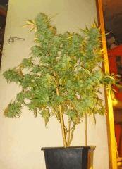 Cheese Exodus Pm 2 Flo   70 Cut