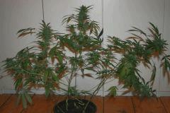 Les 4 Cheese Flo 47 1