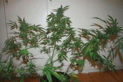 Les 4 Cheese F 37 2