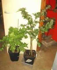Cheese Exodus Pm 2 Et Cheese Haze Dark  Flo   70 Cut