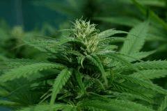 Cheese Exodus Cut Bio Canna B 9 octobre