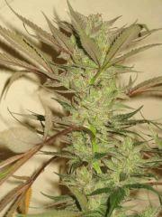 Cheese Haze Dark Flo 70 Cut 5