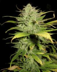 Cheese Exodus Pm 2 Flo 70 Cut 7