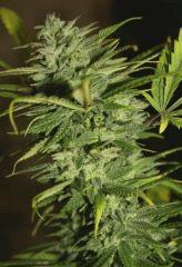 Exodus Cheese Pm 2 Flo 51 4