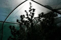 Cheese Exodus Cut Bio Canna 31 octobre (récolte) D