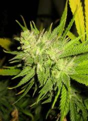 Cheese Exodus Pm 2 Flo 70 Cut 5