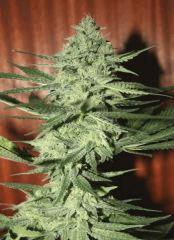 Exodus Cheese Pm 1 Flo   52 1