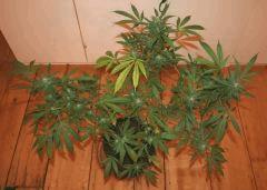 Les 4 Cheese F 30 1