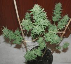 Cheese Exodus Flo 66 Cut 5