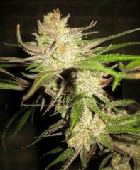 Cheese Haze Dark Flo 70 Cut 12