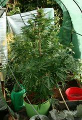 Cheese Exodus Cut coco 22 octobre