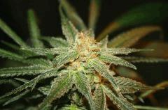 Cheese Haze Dark Flo 51 3