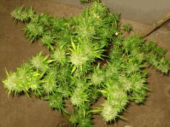 Cheese Exodus Pm 2 Flo   70 Cut 3