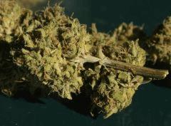 UK Cheese pm1 en curing