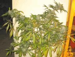 Cheese Haze Dark Flo 70 Cut