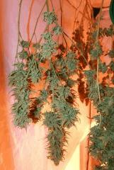 Cheese Exodus Flo 66 Cut 6