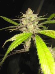 Cheese Haze Dark Flo 70 Cut 11