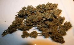 Cheese Haze B