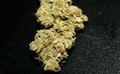 Cheese Exodus Cut Biocanna
