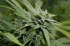 Cheese Exodus Cut 26 octobre