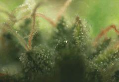 Exodus Cheese Pm 2 Flo 51 2