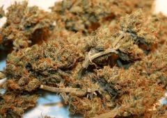 Cheese Haze C