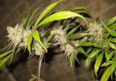 Cheese Haze Dark Flo 70 Cut 17