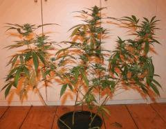 Les 4 Cheese F 37