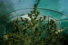 Cheese Exodus Cut Bio Canna 31 octobre (récolte) B