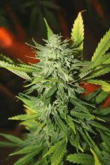 Exodus Cheese Pm 2 Flo 51 7