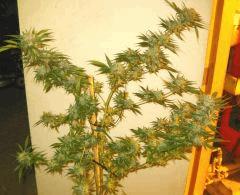 Cheese Haze Dark Flo 70 Cut 2