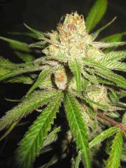 Cheese Haze Dark Flo 70 Cut 15