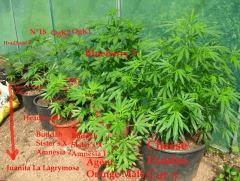 Cheese Exodus Cut (avec collocs)