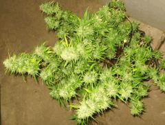 Cheese Exodus Pm 2 Flo   70 Cut 4