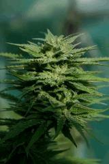 Cheese Exodus Cut Bio Canna 31 octobre (récolte) N