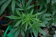 Cheese Exodus Pot vert 4