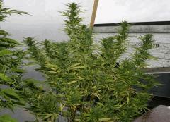 Cheese Exodus B