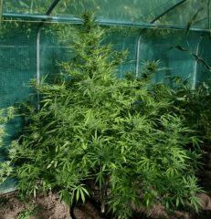 Cheese Exodus Cut Bio Canna 22 octobre