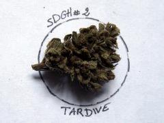 sdgh2t