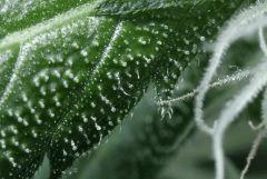 trichome3