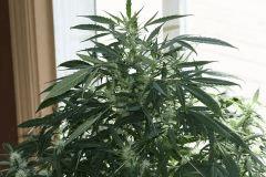 flo42j4