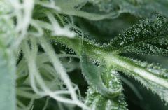 trichome2
