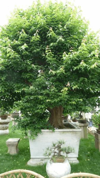 gallery_681336_2092_54167.jpg