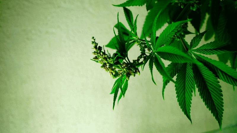 gallery_741085_2095_115460.jpg