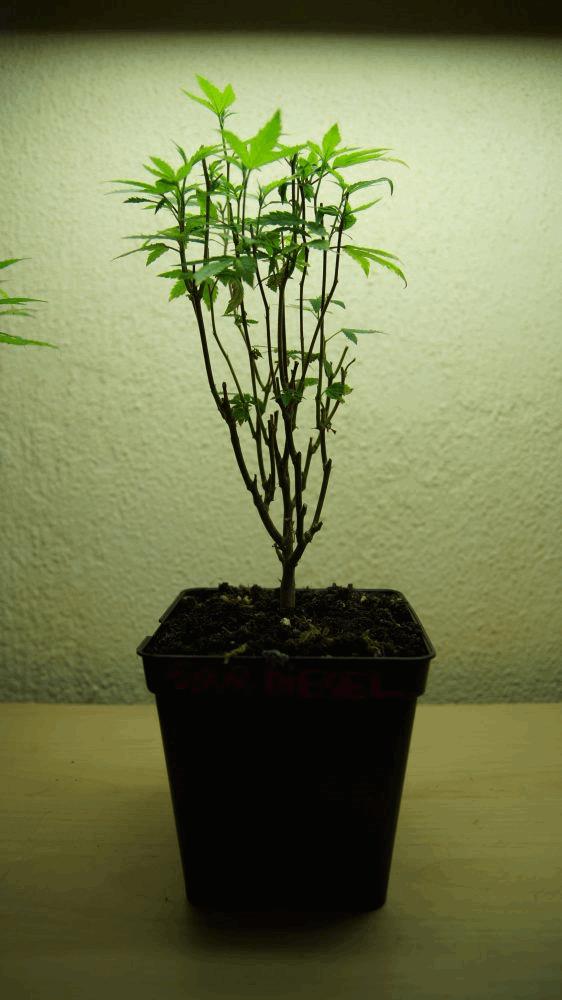 gallery_741085_2095_1454650.jpg