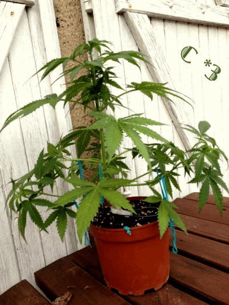 gallery_741085_2095_15520.jpg