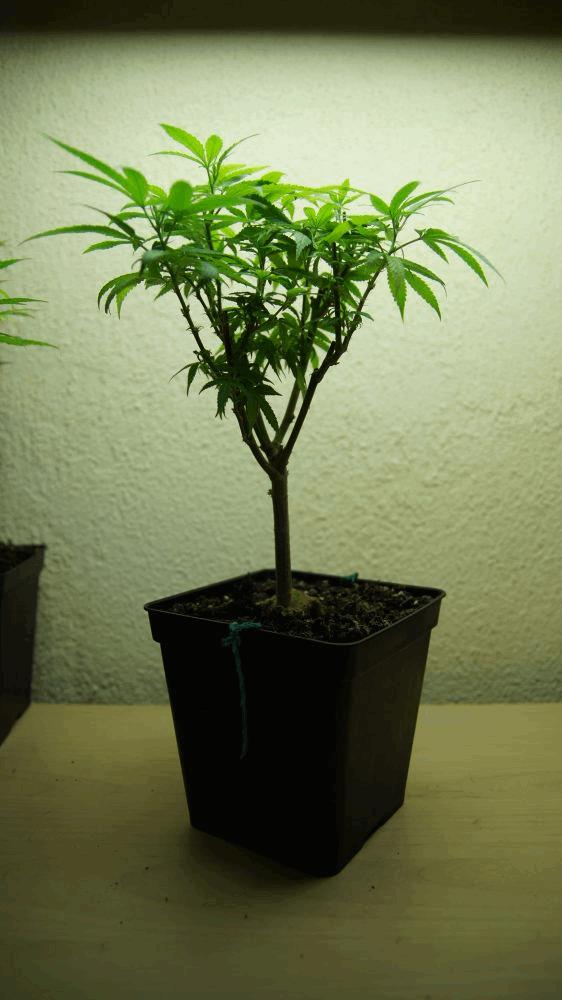 gallery_741085_2095_33431.jpg