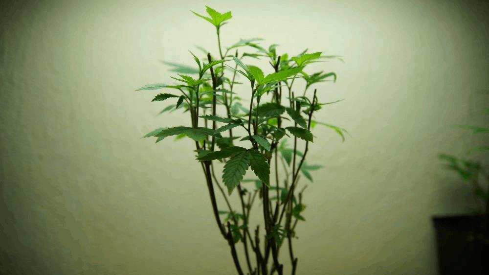 gallery_741085_2095_387145.jpg