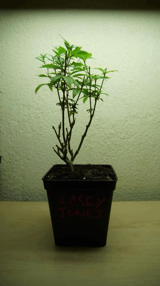 gallery_741085_2095_387302.jpg