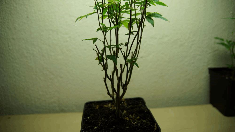 gallery_741085_2095_40020.jpg